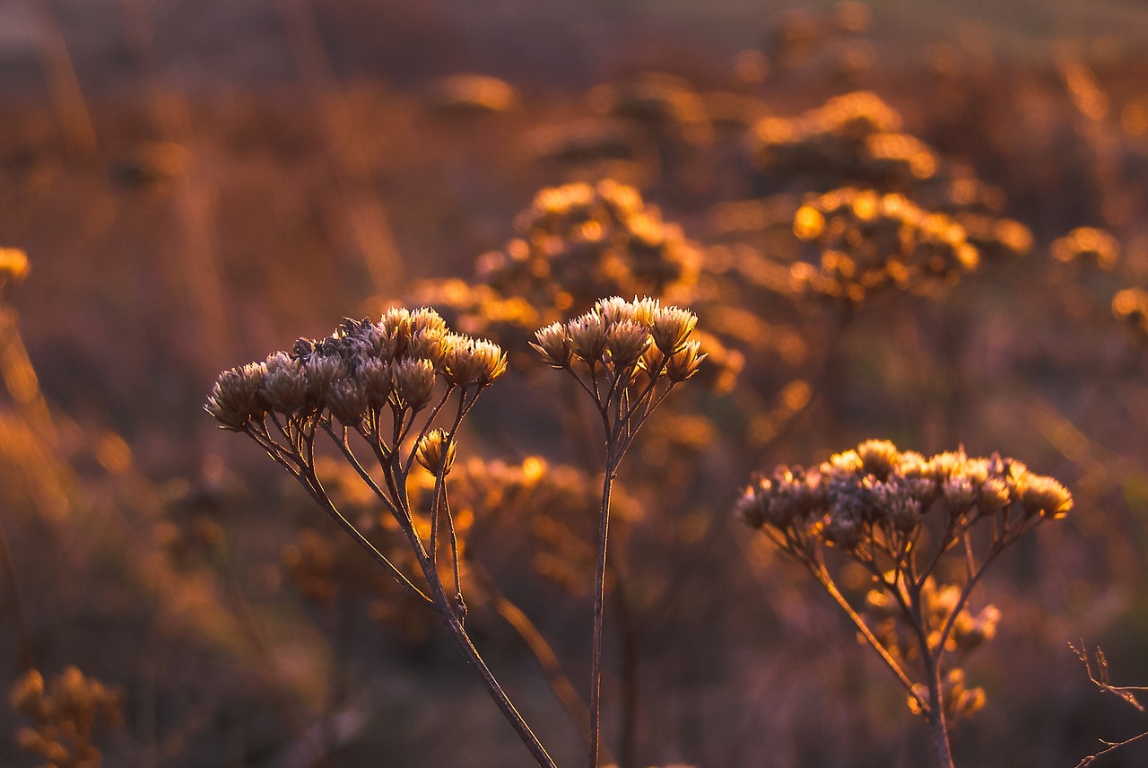 Best Practices for Travel Photography During the Golden Hour